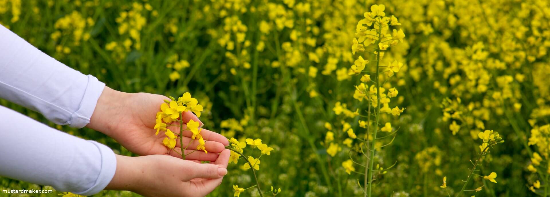 mustard plant